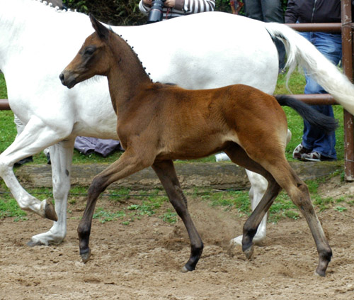 Hengstfohlen von Summertime - Herzzauber, Foto: Beate Langels