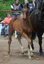 Trakehner Colt by Exclusiv out of Vicenza by Showmaster - Gestt Hmelschenburg
