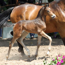 Colt by Saint Cyr out of Pr.u.StPrSt. Kosma Shiva by Herzruf, Foto: Ulrike Sahm-Ltteken