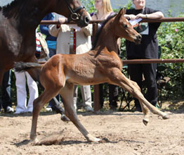 Filly by Saint Cyr out of Frstenrose by Frst Piccolo, , Foto: Ulrike Sahm-Ltteken