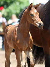 Filly by Saint Cyr out of Frstenrose by Frst Piccolo, Foto: Beate Langels