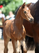 Stutfohlen von Saint Cyr u.d. Frstenrose v. Frst Piccolo, Foto: Beate Langels