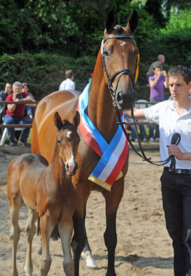 Trakehner Hengstfohlen von Saint Cyr u.d. Pr.u.StPrSt. Kosma Shiva v. Herzruf, Zchter: Bernd Berge