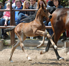 Stutfohlen von Saint Cyr u.d. Frstenrose v. Frst Piccolo, Foto: Beate Langels