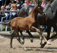 Hengstfohlen von Saint Cyr, Foto: Beate Langels