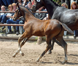 Hengstfohlen von Saint Cyr, Foto: Beate Langels