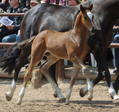 Stutfohlen von Saint Cyr u.d. Greta Garbo v. Alter Fritz, Foto: Beate Langels