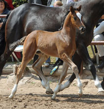 Trakehner Filly by  Saint Cyr out of Greta Garbo by Alter Fritz, Foto: Beate Langels