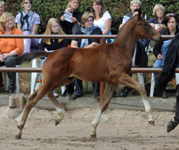 Trakehner Colt by Exclusiv out of Vicenza by Showmaster - Gestt Hmelschenburg