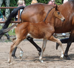 Stutfohlen von Saint Cyr u.d. Pr. u. StPrSt. Guendalina v. Red Patrick xx Foto Beate Langels