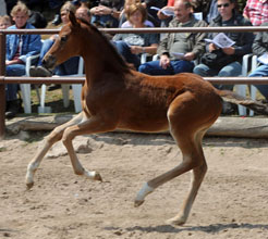 Stutfohlen von Saint Cyr u.d. Pr. u. StPrSt. Guendalina v. Red Patrick xx - Foto Beate Langels