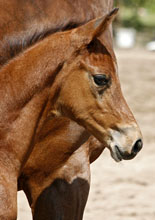 Stutfohlen Giulietta von Saint Cyr u.d. Pr. u. StPrSt. Guendalina v. Red Patrick xx - Foto: Lune Jancke