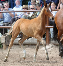 Trakehner Hengstfohlen von Saint Cyr u.d. Pr.u.StPrSt. Karena v. Freudenfest - Gestt Hmelschenburg - Beate Langels