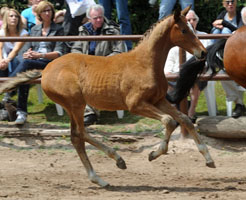 Trakehner Hengstfohlen von Saint Cyr u.d. Pr.u.StPrSt. Karena v. Freudenfest - Gestt Hmelschenburg - Beate Langels