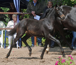 Trakehner Filly by  Summertime out of Pr.u.StPrSt. vittoria by Exclusiv, Foto: Beate Langels, Hmelschenburg