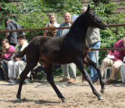 Trakehner Filly by  Summertime out of Pr.u.StPrSt. vittoria by Exclusiv, , Foto: Ulrike Sahm-Ltteken