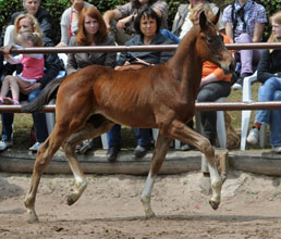 Trakehner Colt by Exclusiv out of Vicenza by Showmaster - Gestt Hmelschenburg