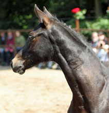 Trakehner Filly by  Summertime out of Pr.u.StPrSt. vittoria by Exclusiv, Foto: Beate Langels, Hmelschenburg