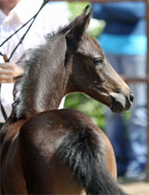 Trakehner Filly by Summertime out of PrSt. Anjana by Freudenfest, Foto: Beate Langels, Hmelschenburg