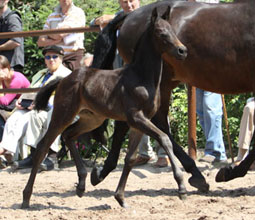 Trakehner Filly by Summertime out of  PrSt. Anjana by Freudenfest, Foto: Beate Langels, Hmelschenburg