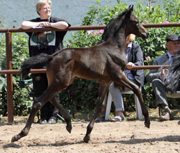 Trakehner Filly by Summertime out of  PrSt. Anjana by Freudenfest, , Foto: Ulrike Sahm-Ltteken