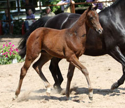 Trakehner Filly by Symont out of Pr.St. Esther by Kostolany - Foto Ulrike Sahm