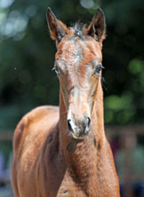 Trakehner Filly by Symont out of Pr.St. Esther by Kostolany
