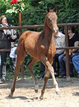 Trakehner Filly by Symont out of Pr.St. Esther by Kostolany - Foto Beate Langels