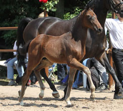 Oldenburger Colt by Symont out of Beloved by Kostolany - Foto: Ulrike Sahm-Ltteken