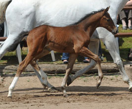 Trakehner Filly by Exclusiv out of Legende X by Primo