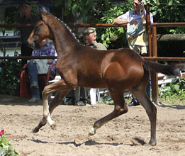 Oldenburger Colt by Symont out of Beloved by Kostolany - Foto Beate Langels