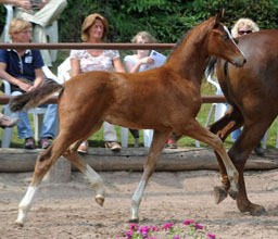 Trakehner Filly by  Singolo out of Pr. u. StPrSt. Klassic by Freudenfest