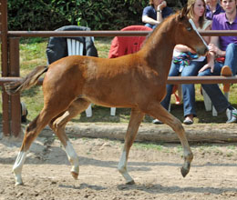 Trakehner Filly by Singolo out of Pr. u. StPrSt. Klassic by Freudenfest