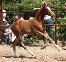 Trakehner Filly by  Singolo out of Pr. u. StPrSt. Klassic by Freudenfest, Foto: Ulrike Sahm-Ltteken