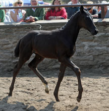 Filly LLamrei by All Inclusive - Windwurf xx, Foto: Beate Langels, Hmelschenburg