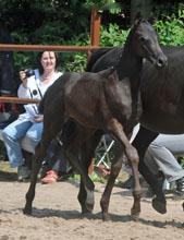 Stutfohlen von All Inclusive - Windwurf xx, Foto: Beate Langels, Hmelschenburg