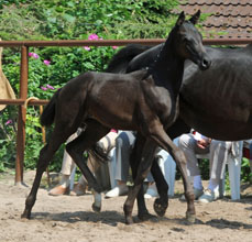 Stutfohlen von All Inclusive - Windwurf xx, Foto: Beate Langels, Hmelschenburg