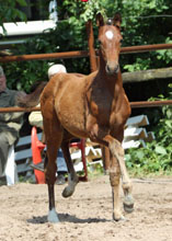 Trakehner Filly by  Oliver Twist out of Karisma by Kostolany Foto: Ulrike Sahm-Ltteken