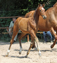 Trakehner Filly by  Oliver Twist out of Karisma by Kostolany - Foto: Ulrike Sahm-Ltteken