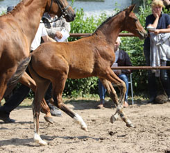 Trakehner Filly by  Oliver Twist out of Karisma by Kostolany - Foto: Ulrike Sahm-Ltteken