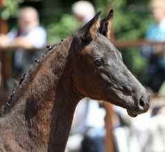 Black Trakehner colt by Showmaster - Mnchhausen - Foto: Ulrike Sahm-Ltteken