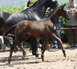 Black Trakehner colt by Showmaster - Mnchhausen - , Foto: Ulrike Sahm-Ltteken