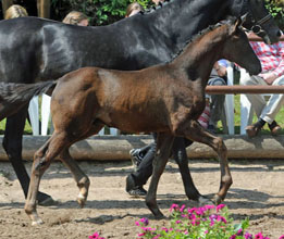 Black Trakehner Colt by Showmaster - Mnchhausen - Foto Beate Langels