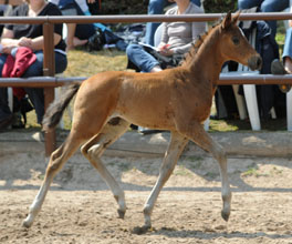 Trakehner Filly by  Amatcho out of PrSt. Ava by Freudenfest, Foto: Beate Langels, Hmelschenburg