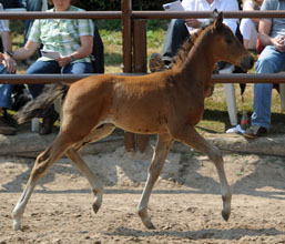 Trakehner Filly by  Amatcho out of  PrSt. Ava by Freudenfest, Foto: Beate Langels, Hmelschenburg