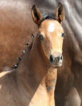 Trakehner Filly by  Amatcho out of  PrSt. Ava by Freudenfest, Foto: Beate Langels, Hmelschenburg