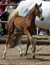 Trakehner Filly by Exclusiv out of Legende X by Primo