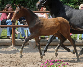 Trakehner Filly by Imperio out of Pr.,StPr. u. Elitestute Schwalbenspiel by Exclusiv, Gestt Hmelschenburg - Beate Langels