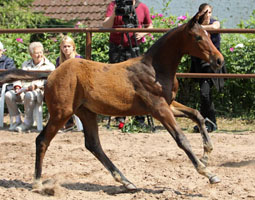 Filly by Imperio out of Pr.,StPr. u. Elitestute Schwalbenspiel by Exclusiv, Gestt Hmelschenburg - Beate Langels, Foto: Ulrike Sahm-Ltteken