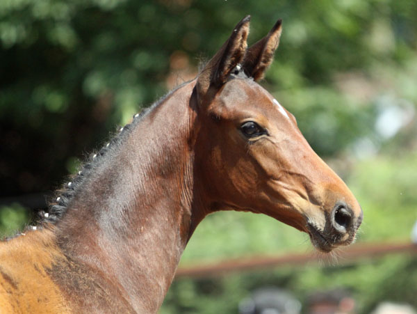 Stutfohlen von Imperio u.d. Elitestute Schwalbenspiel v. Exclusiv - Foto: Beate Langels - Trakehner Gestt Hmelschenburg